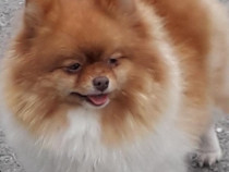 Ocazie, femela pomeranian de calitate.