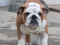 Bulldog englez frumosi
