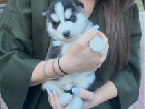 Pui husky superbi