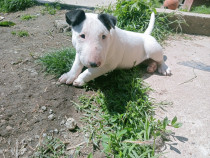Bull Terrier Mascul foarte energic