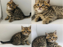 British shorthair băieței și fetițe