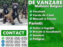 Ciobănesc Belgian Malinois