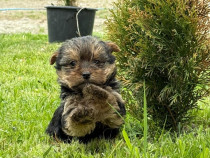 Yorkshire terrier