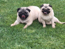 Pereche Mops / Pug