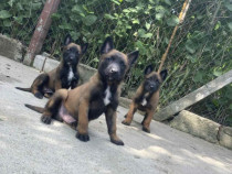 Pui de câine – 7 săptămâni, deparazitați, părinți Malinois