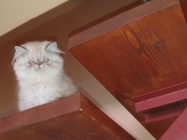 Pisici de rasa himalayan si exotic shorthair