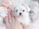Bichon maltez mini toy