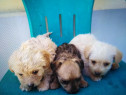 Pui bichon 2 luni femelă