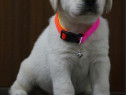Labrador Retriever - 8 saptamani, carnet de sanatate